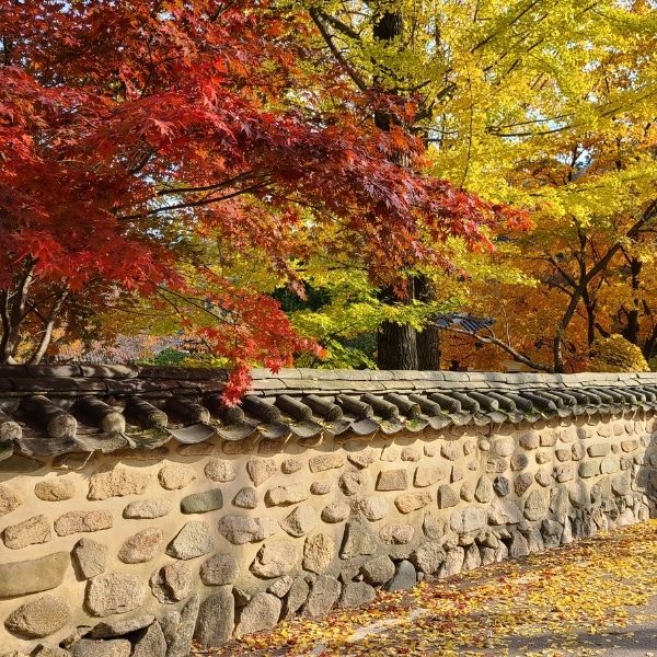 5D4N "Discover Autumn in Korea" Full Board Package Image 4